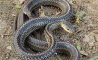 乌梢蛇最大能长多少斤