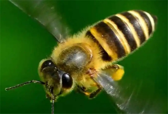 冬天抓回来的蜜蜂怎样养