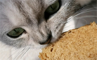 猫咪可以吃面包吗