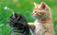 猫投胎的人什么命