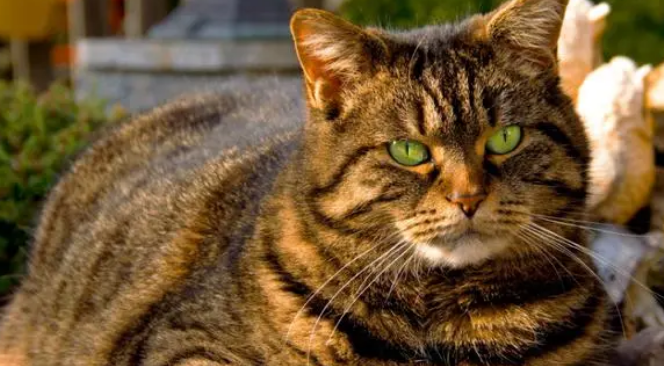 狸花猫和虎斑猫傻傻分不清,看看这5个方面! 狸花猫和虎斑猫傻傻分不清,看看这5个方面!
