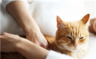 为什么说猫有九条命?说法从何而来