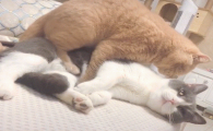 猫是怎么结交的视频