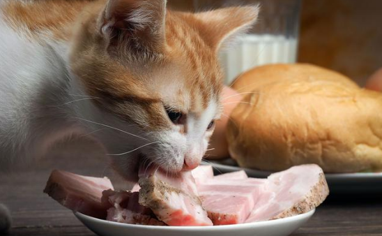 猫能吃肥肉吗