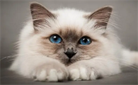 猫咪尾巴粘扒开是褐色的