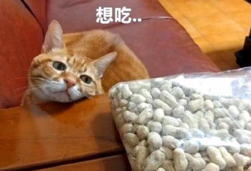 猫咪可以吃花生吗 猫咪可以吃花生吗