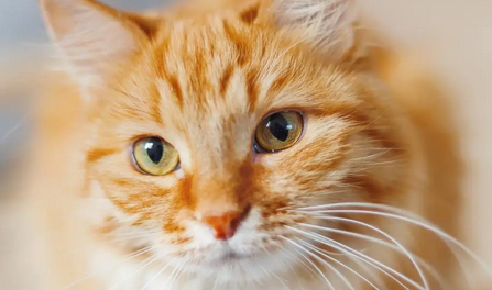 猫咪为什么用爪子沾水 猫咪为什么用爪子沾水