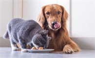 猫咪能吃狗粮吗