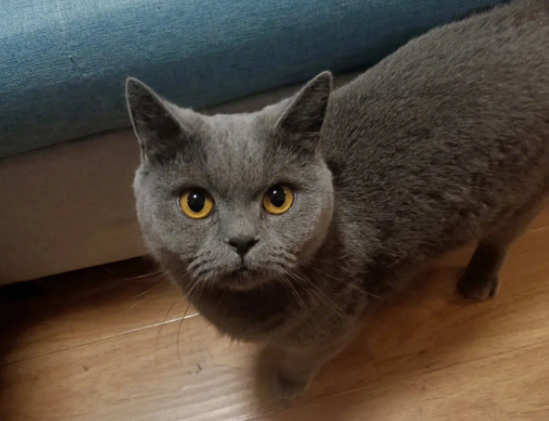把猫丢在30公里外会回来吗 把猫丢在30公里外会回来吗
