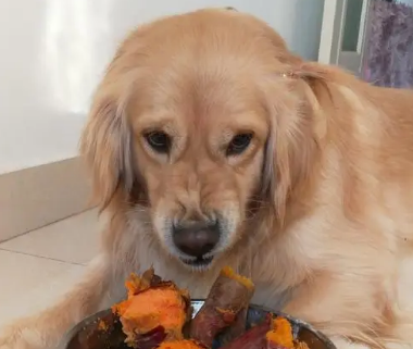 狗狗可以吃红薯吗