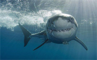 西沙群岛有鲨鱼吗