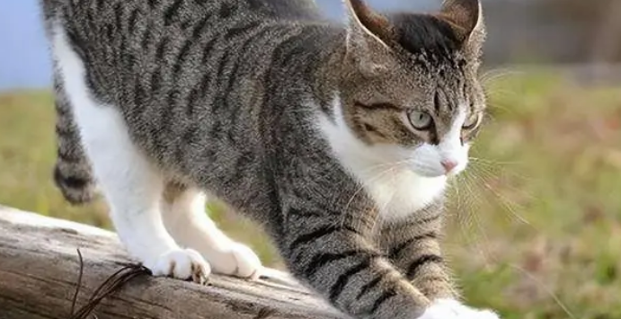 狸花猫和虎斑猫傻傻分不清,看看这5个方面! 狸花猫和虎斑猫傻傻分不清,看看这5个方面!