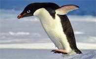 企鹅的外形和生活特点