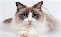 猫咪喂奶喘气呼哧呼哧的