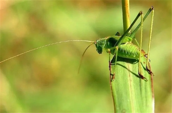 绿色蝈蝈的特点和生活特征