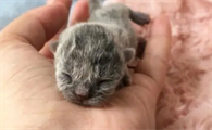 猫咪怀孕睡姿图片
