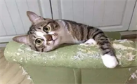 猫咪老是头蹭家具 猫咪老是头蹭家具