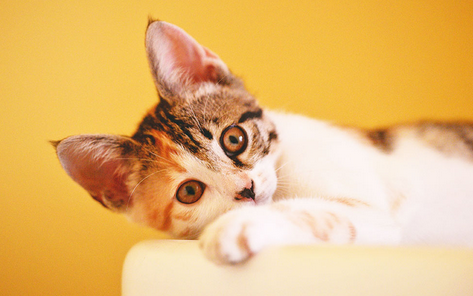 NPIA猫比赛含金量 NPIA猫比赛含金量