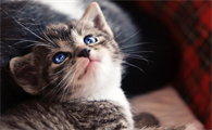 猫咪可以洗澡吗