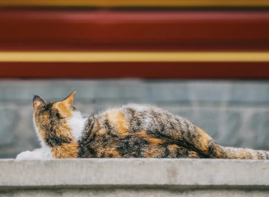 宝通禅寺里有多少只猫？