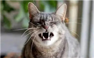 猫咪哮喘症状