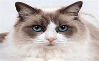猫咪瞳孔变成一条线代表什么