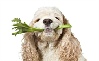 狗狗可以吃芹菜吗