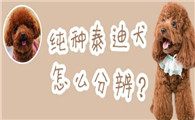 纯种泰迪犬怎么分辨？