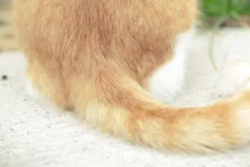 猫咪摇尾巴什么意思 猫咪摇尾巴什么意思