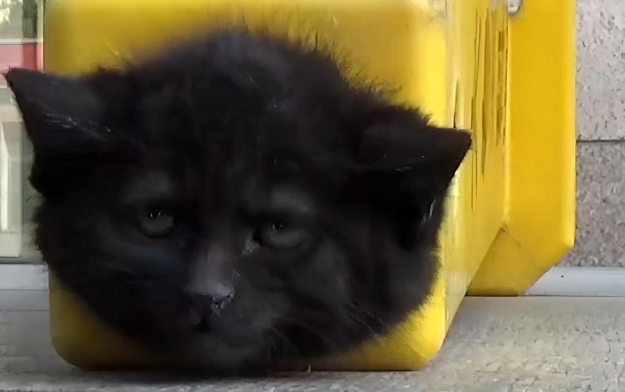 小流浪猫头卡警戒桶，对不起，虽然很可怜