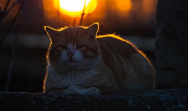 猫咪晚上叫怎么办