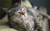 猫咪知道主人怀孕了的表现