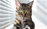 中华神猫“狸花猫”，为何弃养率这么高？