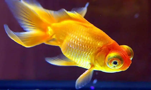 5种最常见的金鱼寄生虫，其实是鱼缸团灭前兆！