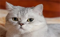 把养的猫送走会破财吗