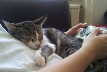 猫趴在主人胸口睡觉说明什么 猫趴在主人胸口睡觉说明什么