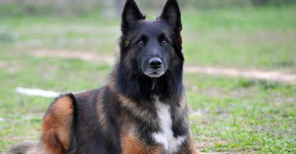 澳洲牧羊犬是禁养犬吗