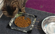猫咪一天吃几次猫粮