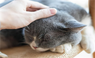 猫咪舔你的手代表什么