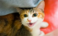 猫咪突然开口叫妈妈