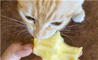 猫能吃的水果