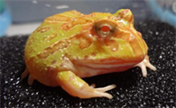 黄金蛙是什么样子