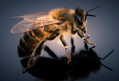 昆虫记中蜜蜂被称为什么