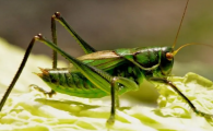 昆虫记中绿蝈蝈的外形