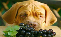 狗狗吃葡萄中毒的几率
