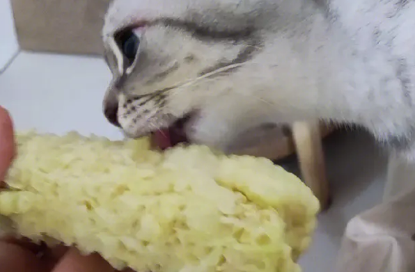猫能不能吃玉米