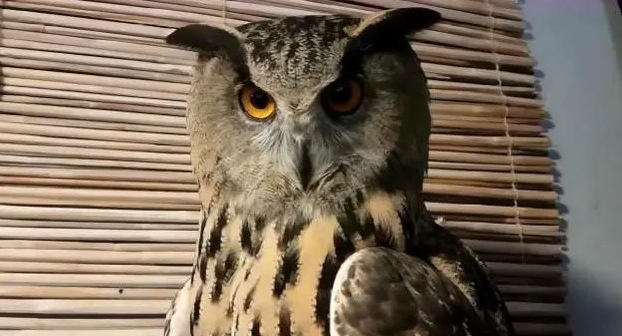 猫头鹰一直盯着你什么意思 猫头鹰一直盯着你什么意思