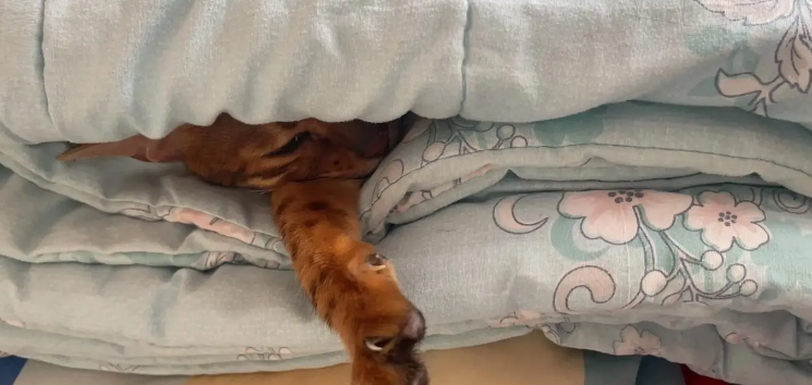 猫咪为什么钻到床单里边