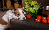 狗狗能吃小番茄吗