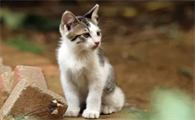 猫咪疫苗一共要打几针